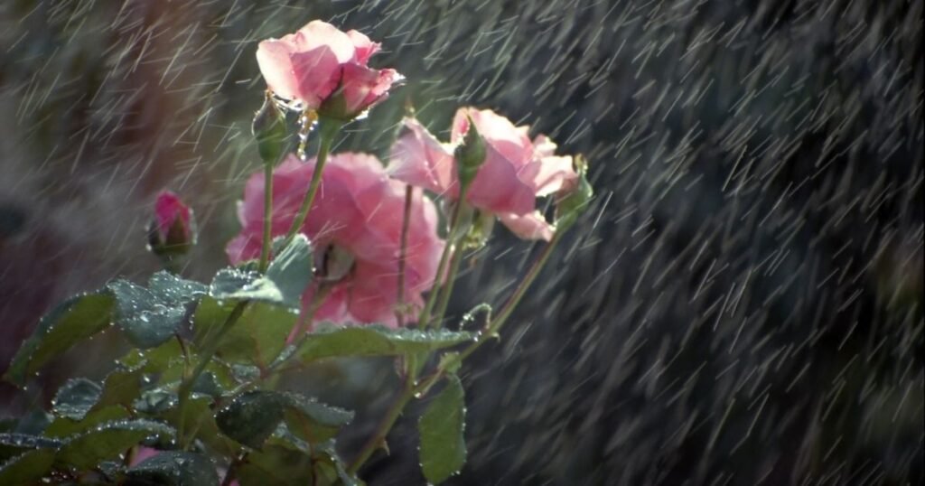 Barsati Mohabbat