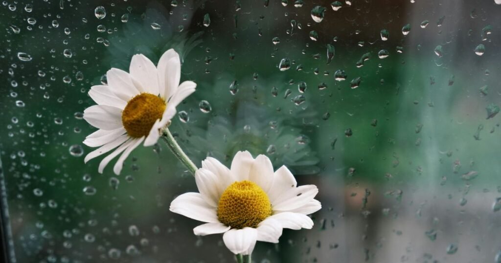 Rain shayari love